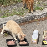 photo de livraison pour Ecole du Chat des Alpilles