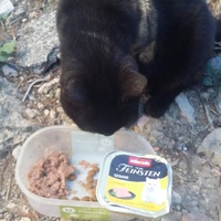 photo de livraison pour Les Chats-Pitresdelavi-Ste