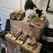 photo de livraison pour Les Chats de Dugny