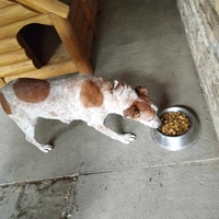 photo de livraison pour Udruženje za zaštitu životinja "Pongo"