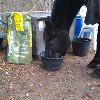photo de livraison pour Chevaux Murmurent