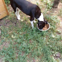 photo de livraison pour Serbian Society for the Protection of Animals - SSPA