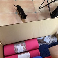 photo de livraison pour Les Chats de Condom 32