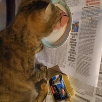 photo de livraison pour Chats-sos