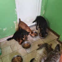 photo de livraison pour ПРИХВАТИЛИШТЕ ДРАЖЕВАЦ