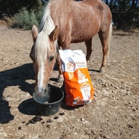 photo de livraison pour Happy Horse Day