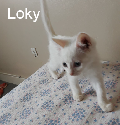 Loky Chat Va Bien Animal Webaction Loky Chat Va Bien Animal Webaction