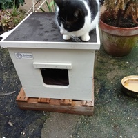 photo de livraison pour Les chats libres de Caro