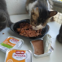photo de livraison pour Les Pattounes de l'Espoir