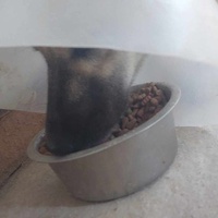 photo de livraison pour Udruženje za zaštitu i zbrinjavanje životinja "Moje šape"