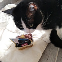 photo de livraison pour Bien vivre avec les Chats Sallélois