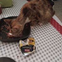 photo de livraison pour Cat Miaou