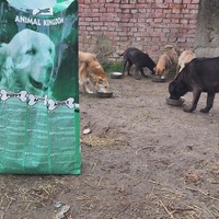 photo de livraison pour Beta Zajecar