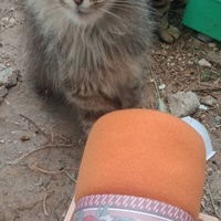 photo de livraison pour Les Chats-Pitresdelavi-Ste