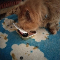 photo de livraison pour Chats Grains d'Amour