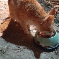 photo de livraison pour Les Amis d'Aramis
