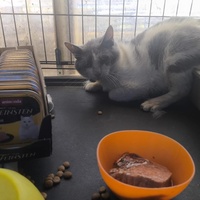 photo de livraison pour Chats Libres de Béziers