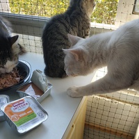 photo de livraison pour Les Pattounes de l'Espoir