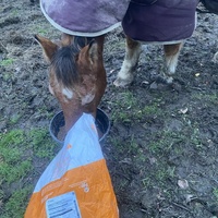 photo de livraison pour Espoir au Galop