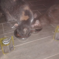 photo de livraison pour Arche de Véra