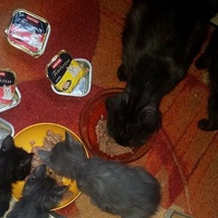 photo de livraison pour Chat Suffit a.sb.l.