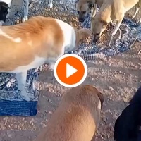 photo de livraison pour 4 Pattes Mogador