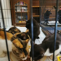 photo de livraison pour Aide Aux Chats Sans Logis
