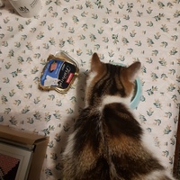 photo de livraison pour Des Cœurs pour les Pattes du 93