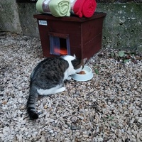 photo de livraison pour Clan du chat libre