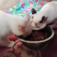 photo de livraison pour Ulyan