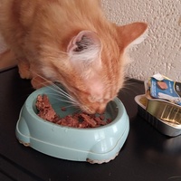 photo de livraison pour Cat Miaou