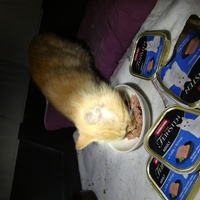 photo de livraison pour Jardin des Chats