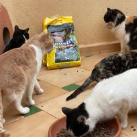 photo de livraison pour Le Coeur sur la Patte