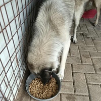 photo de livraison pour Civic Initiative Kane Korzo Skopje