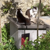 photo de livraison pour Les Chats Perchés de Mirmande