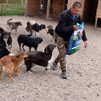 photo de livraison pour Silver Dog Srebrenica
