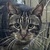 photo animal