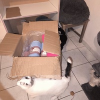 photo de livraison pour Le Gang des Matous