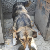 photo de livraison pour Svetlana Bjelogrlic