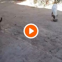 photo de livraison pour Help Adopt Moroccan Animals
