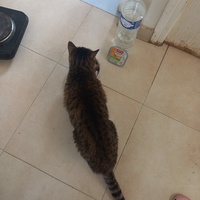 photo de livraison pour Les Amis de Michouette