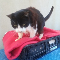 photo de livraison pour Les Chats libres de Calvisson