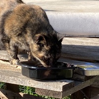 photo de livraison pour Ecole du Chat des Alpilles