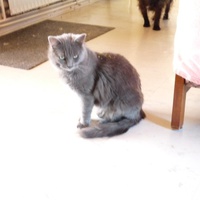 photo de livraison pour Chats Heureux