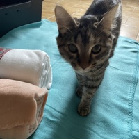 photo de livraison pour APATE