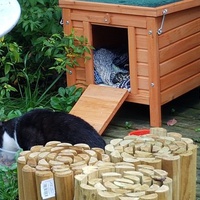 photo de livraison pour Les Chats'nonymes