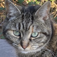 photo de livraison pour Les Chats Perchés de Mirmande