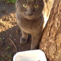 photo de livraison pour Les Chats-Pitresdelavi-Ste
