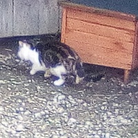 photo de livraison pour Chats errants du val du crenu