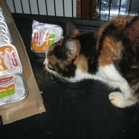 photo de livraison pour Au Bonheur des Chats Libres